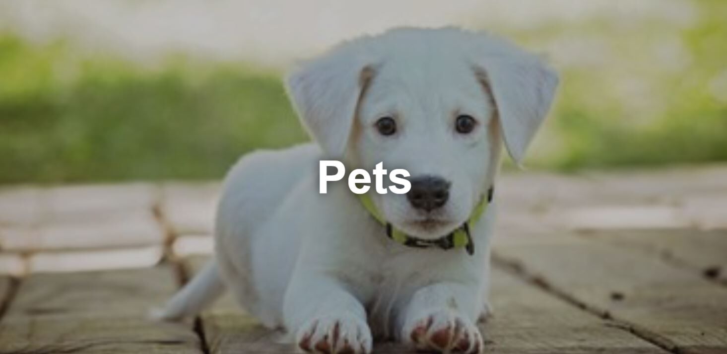 pets.JPG